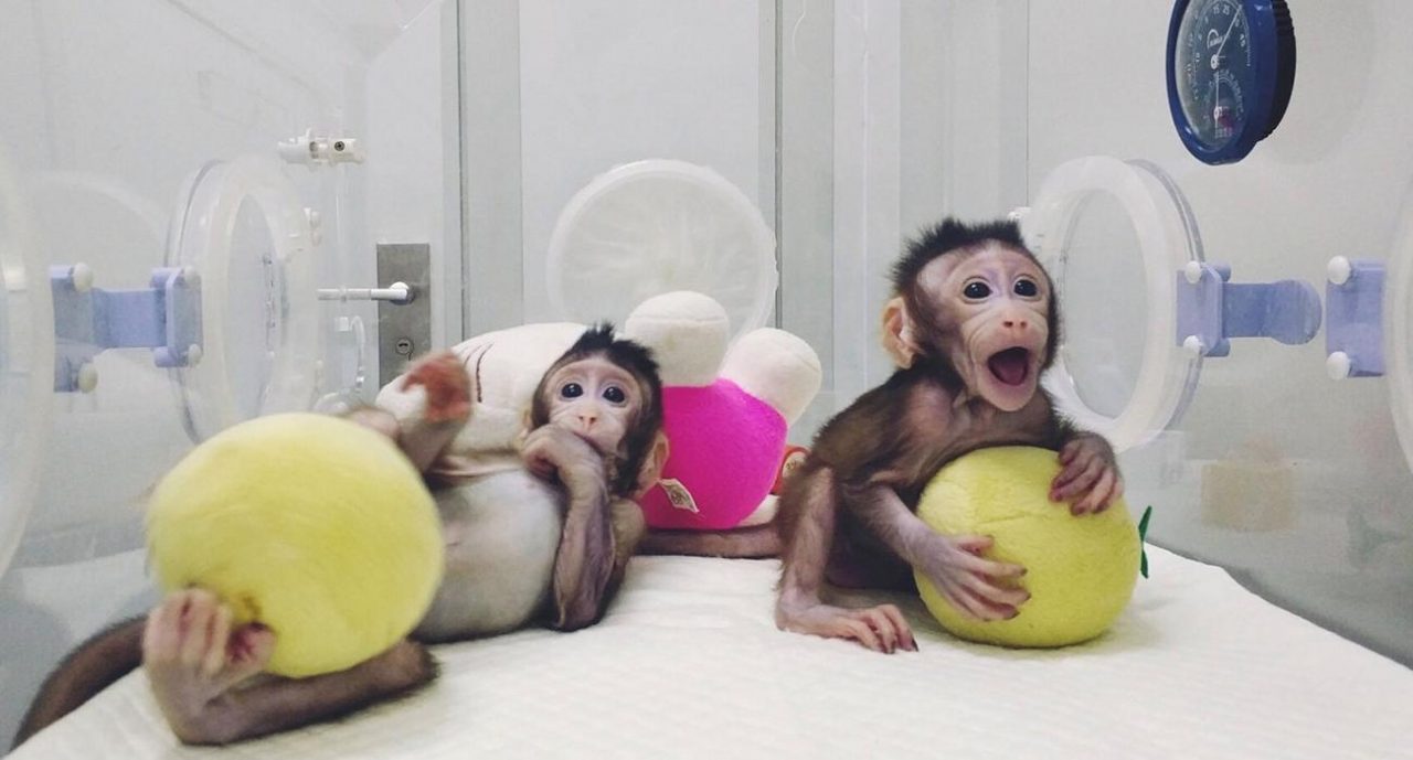 Μαϊμούδες-κλώνοι πάσχουν από νευροψυχικές διαταραχές
