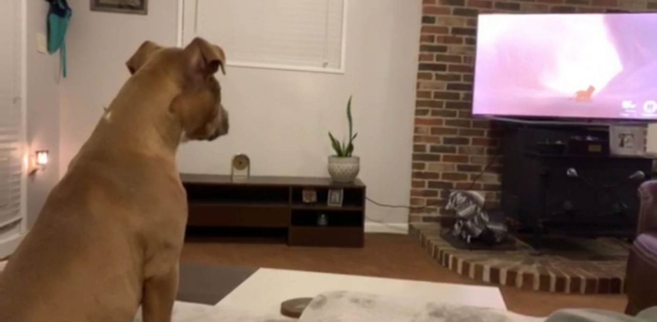 Σκύλος βάζει τα κλάματα βλέποντας το Lion King