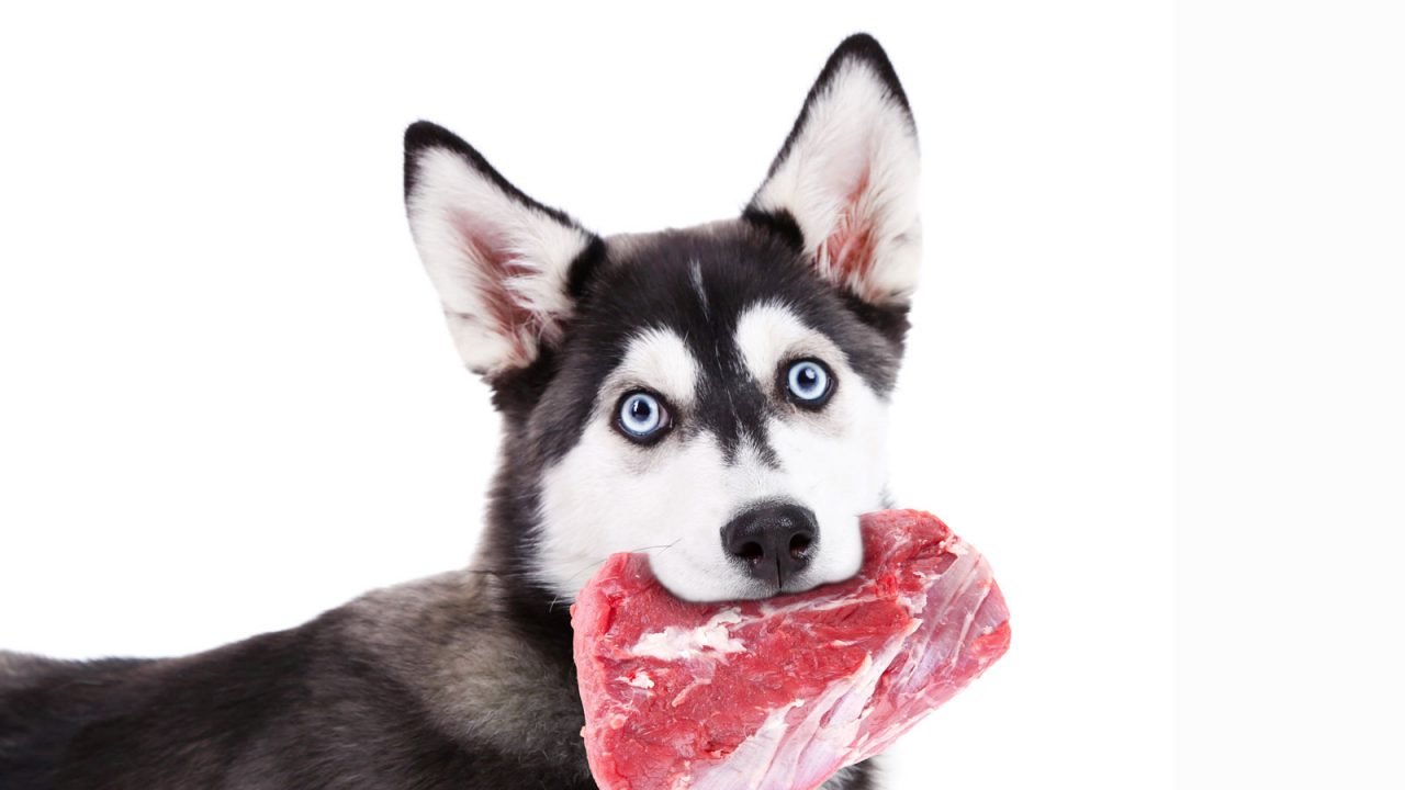 Επικίνδυνα βακτήρια σε τροφές σκύλων με ωμό κρέας