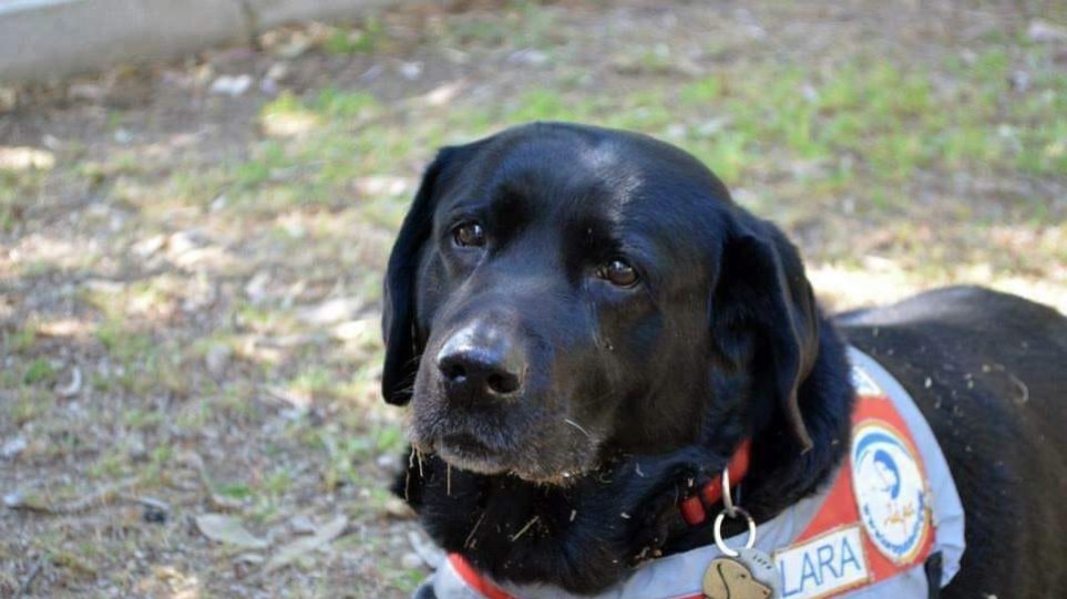 Πέθανε η Λάρα, ο πρώτος σκύλος – οδηγός τυφλών στην Ελλάδα