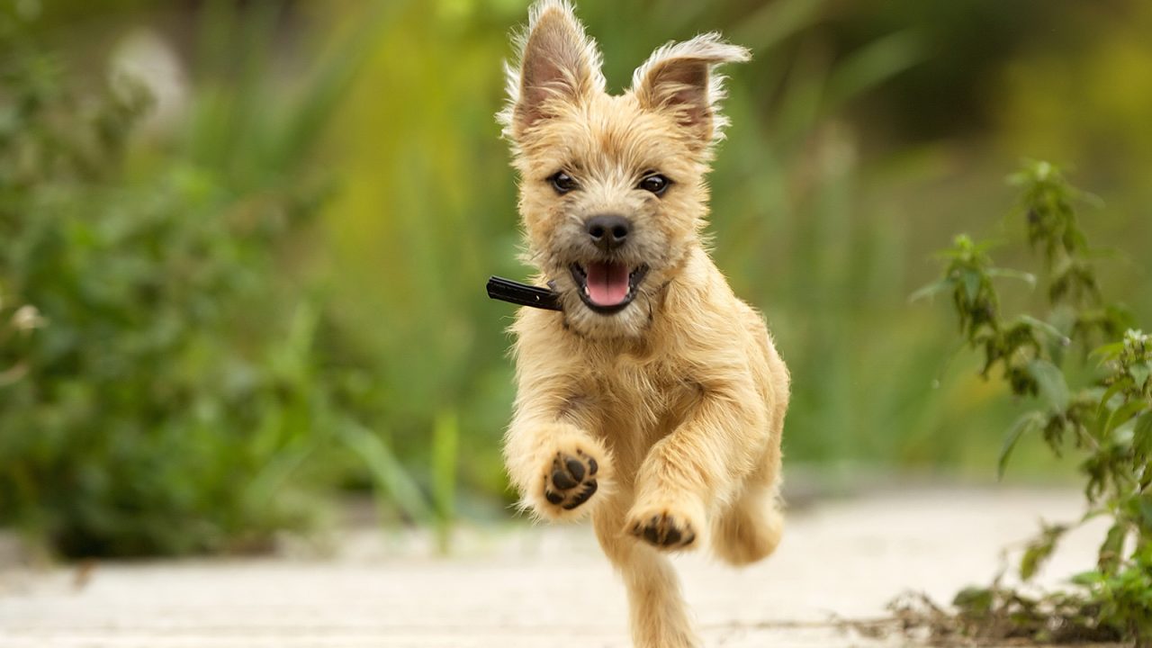 Επιληπτική κρίση: Πώς μπορούν να την μυρίσουν τα σκυλιά