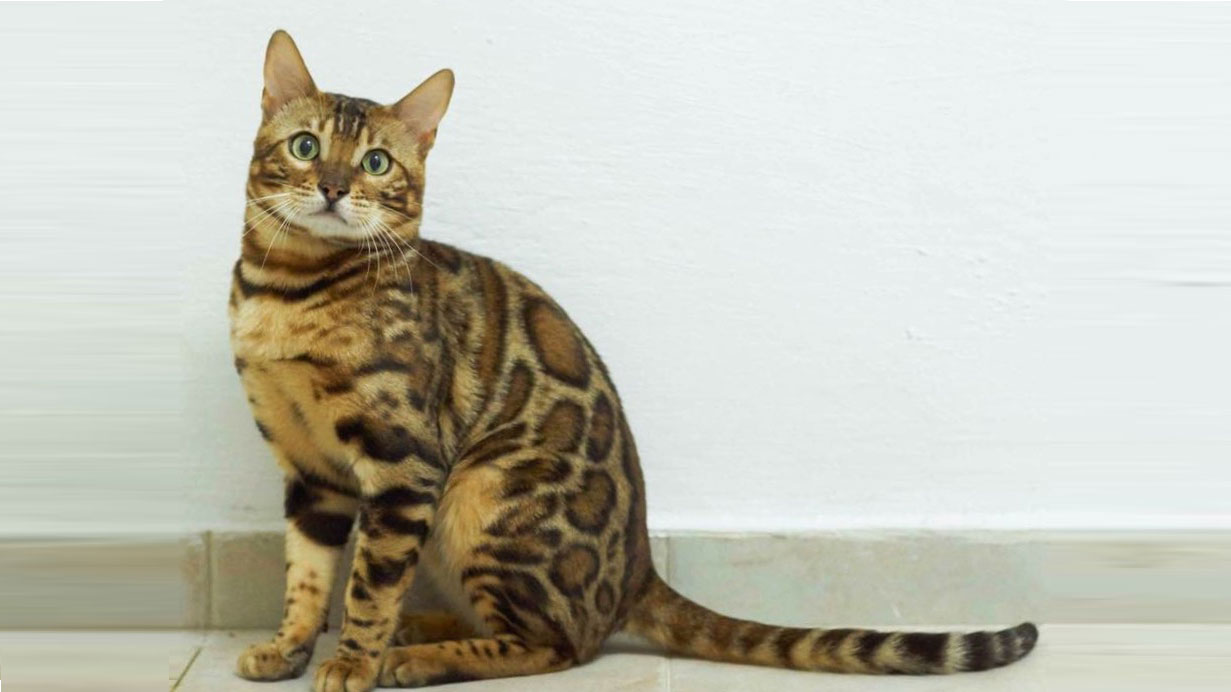 Γάτα Βεγγάλης: Μια μικρή λεοπάρδαλη στο σαλόνι μας