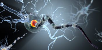 Το διατροφικό κόλπο που αναγεννά τα κατεστραμμένα νεύρα – Έρευνα αποκαλύπτει