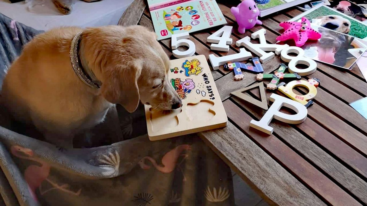 Μια σκυλίτσα – δασκάλα παιδιών με μαθησιακές δυσκολίες