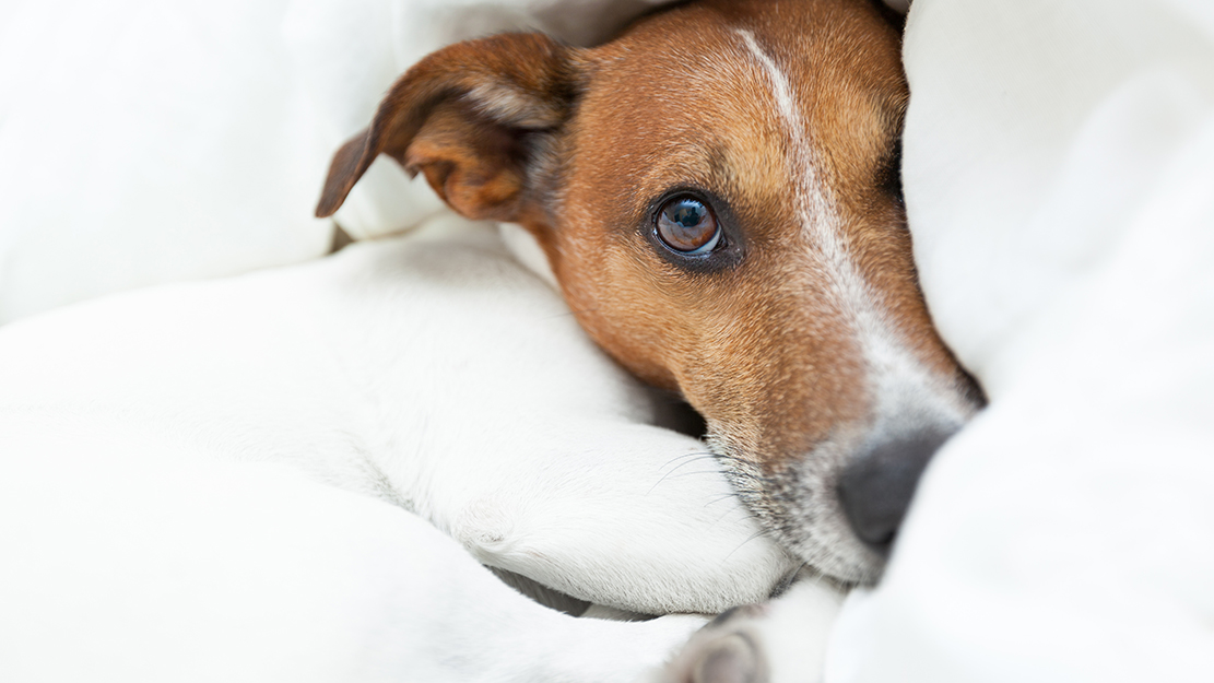 Όλα όσα πρέπει να γνωρίζετε για τις «δύσκολες» μέρες της σκυλίτσας
