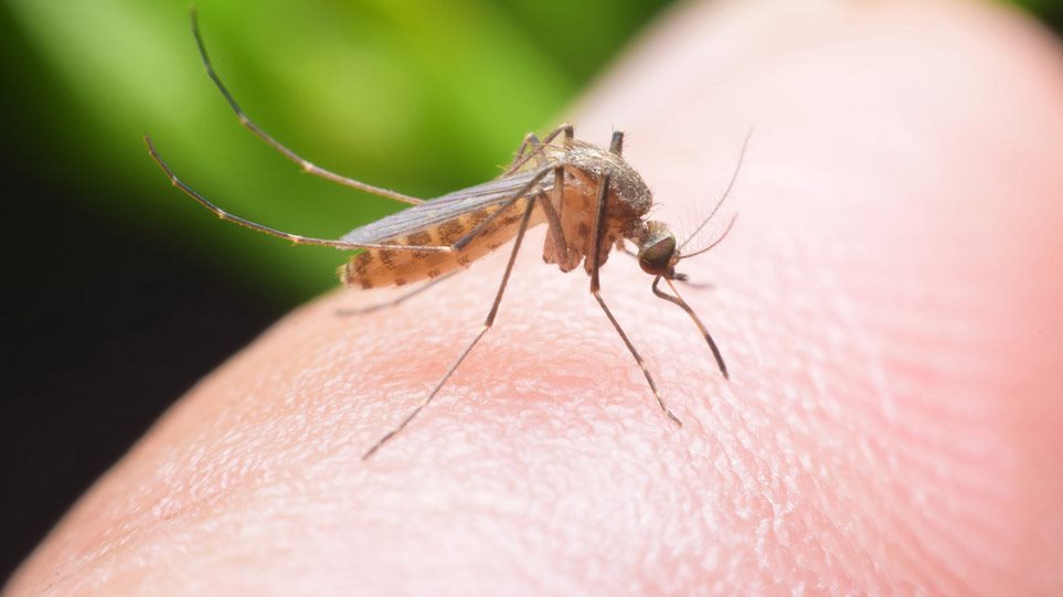 ΙΣΑ: Σημαντική η ατομική προφύλαξη για την προστασία από τα κουνούπια