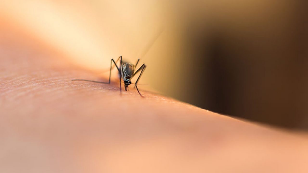 Ιός Δυτικού Νείλου: Ο ΙΣΑ εφιστά την προσοχή στα μέτρα προφύλαξης από τα κουνούπια