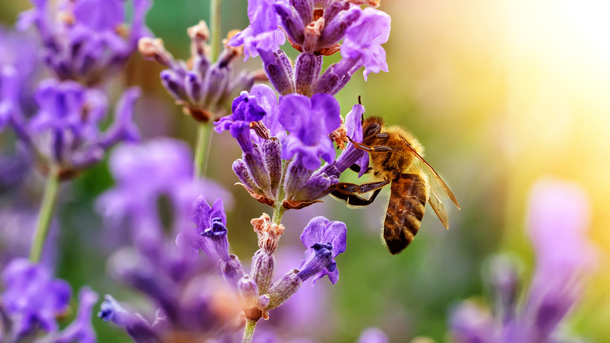 Νέο εμβόλιο για τους αλλεργικούς στο τσίμπημα της μέλισσας