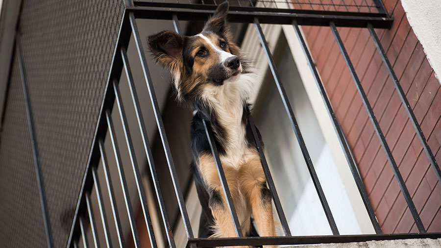 Γάβγισμα στο μπαλκόνι: Πώς θα κάνετε τον σκύλο σας να σταματήσει