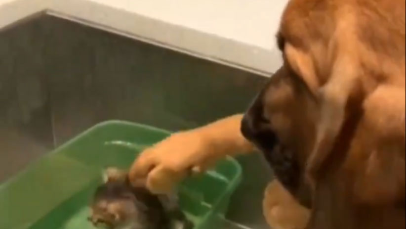 To πιο τρυφερό βίντεο: Σκύλος χαϊδεύει νεογέννητο γατάκι που έχει «παγιδευτεί» σε νερό