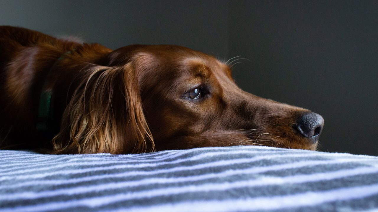 Ένοχο βλέμμα: Αποδεικνύει ότι ο σκύλος νιώθει ενοχές ή μήπως όχι;