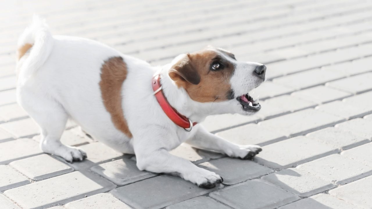 Γάβγισμα: Τι αποκαλύπτει για τη διάθεση του σκύλου