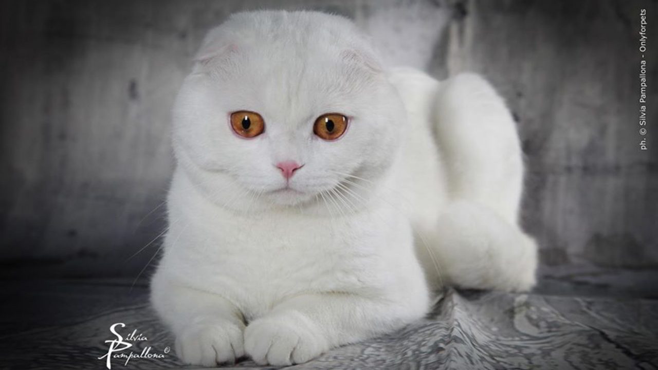 Σκότις Φολντ: Η γάτα που δεν μοιάζει με καμιά άλλη