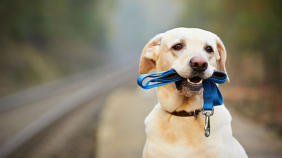 Τι μπορεί να συμβεί σε έναν σκύλο που βγαίνει βόλτα χωρίς λουρί