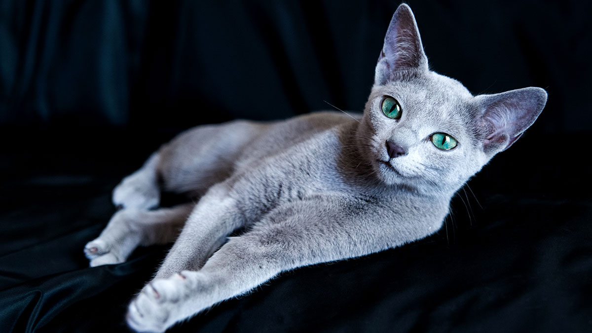 Ρωσική Μπλε: Η αριστοκρατική γάτα με τη βελούδινη γούνα