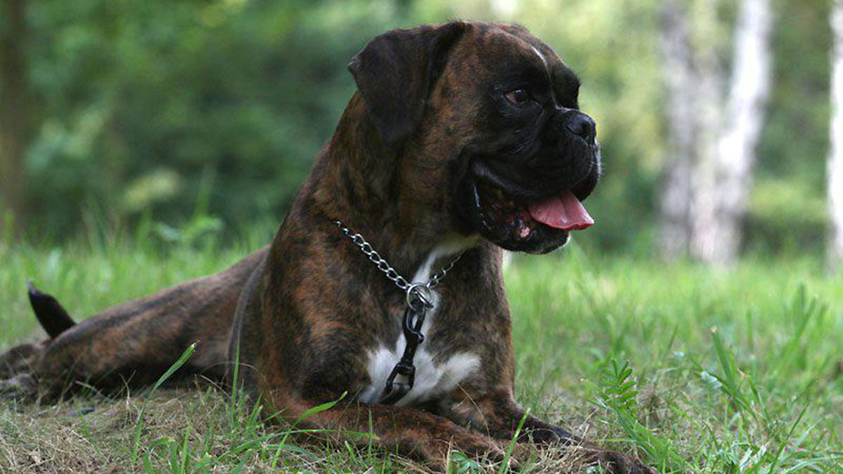Σκύλος Boxer: Ευφυής, πιστός και παιχνιδιάρης