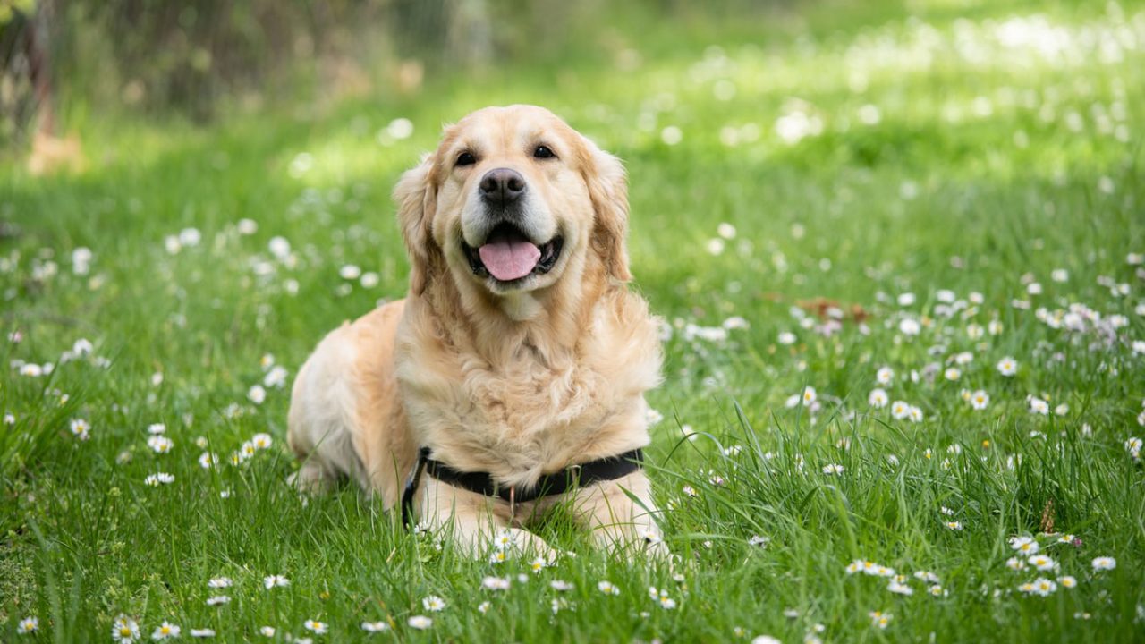 Το επικίνδυνο σύνδρομο που απειλεί τη ζωή του σκύλου – Απαιτεί άμεση αντιμετώπιση