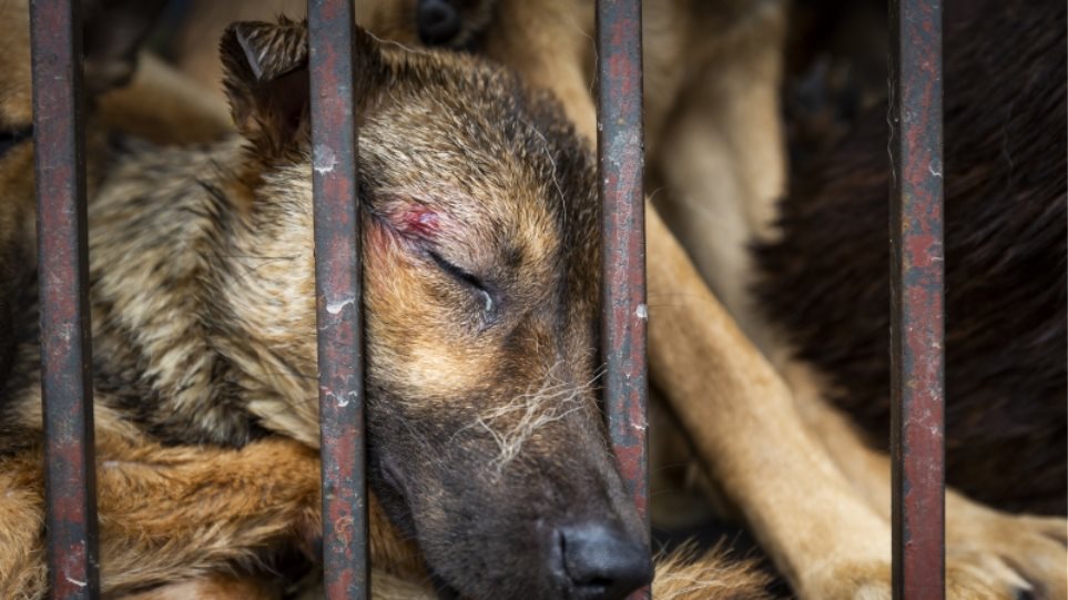 Ασία: Πάνω από 10 εκατομμύρια σκύλοι και γάτες γίνονται παράνομα τροφή
