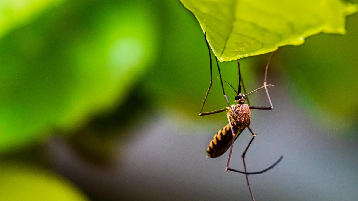 Τσιμπήματα: 5 φυτικά αιθέρια έλαια που διώχνουν τα κουνούπια