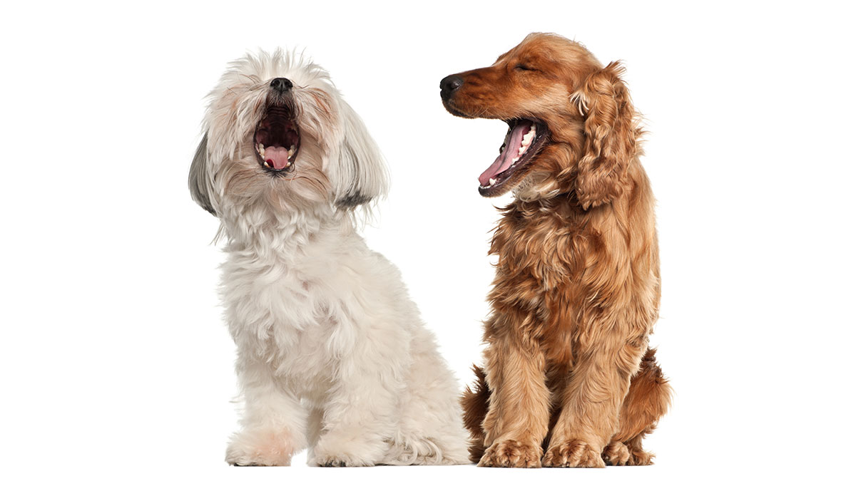 Γαβγίζει ο σκύλος σε ώρες κοινής ησυχίας; Ετοιμαστείτε να πληρώσετε πρόστιμο