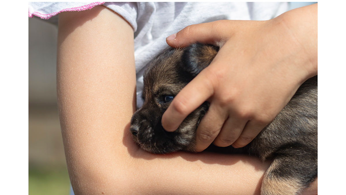 Εθελοντισμός: Αν αγαπάτε τα ζώα, τότε μπορείτε να τα βοηθήσετε με αυτό τον τρόπο