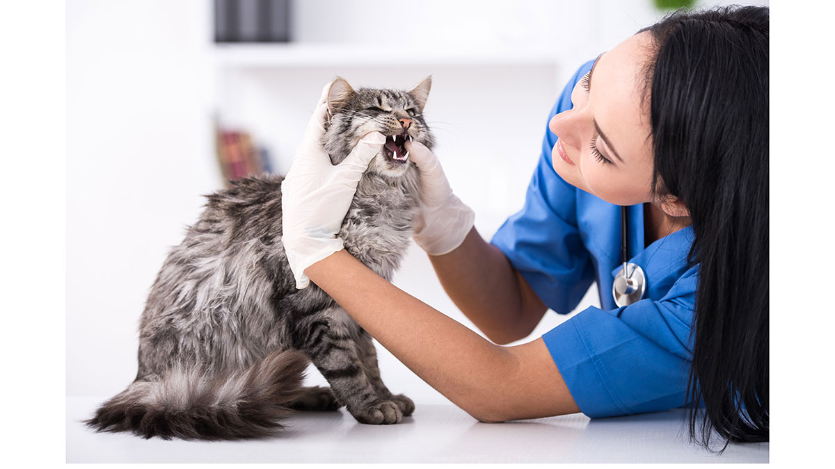 Γάτες: Και αυτές παθαίνουν τερηδόνα και ουλίτιδα – Οι τροφές που τις προφυλάσσουν