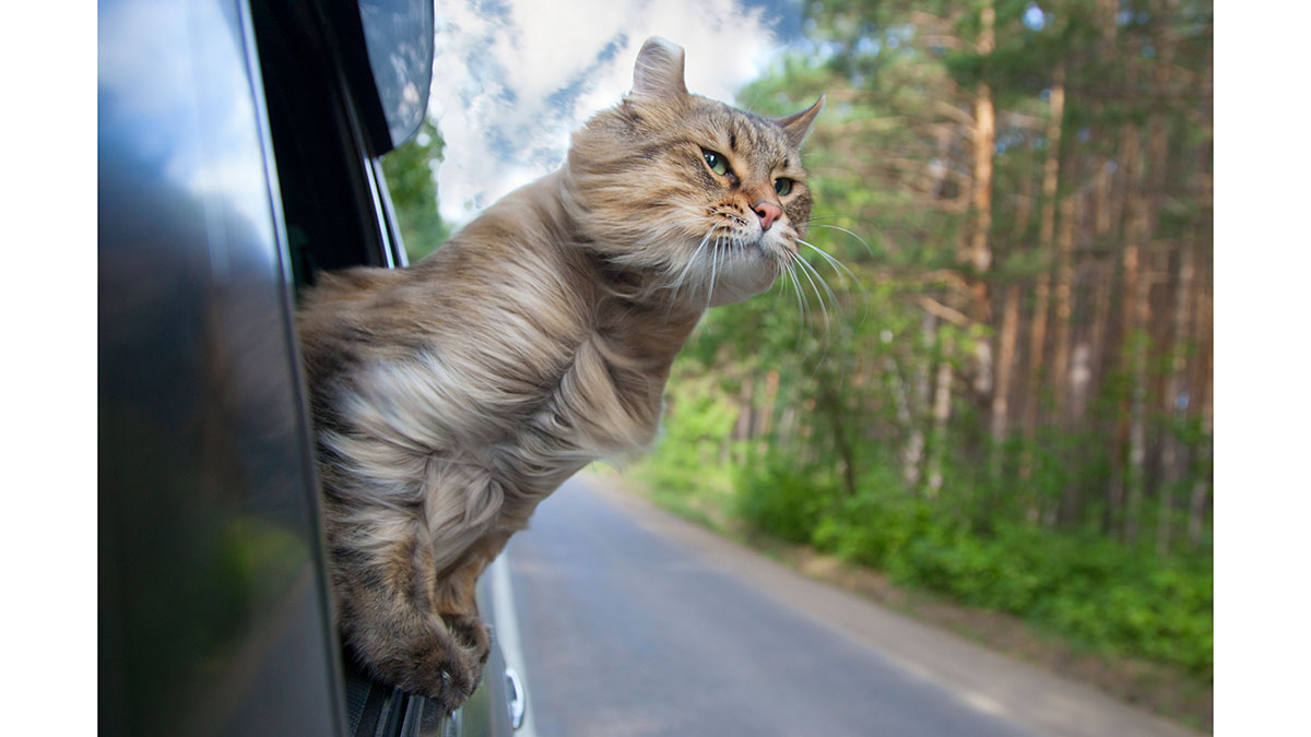Ταξίδι με τον σκύλο ή τη γάτα στο αυτοκίνητο: Όλα όσα πρέπει να προσέξετε