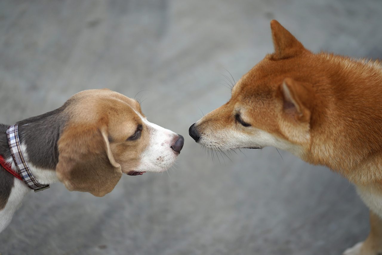 Πώς χαιρετάει ο ένας σκύλος τον άλλον και γιατί δεν είναι πάντα καλή ιδέα