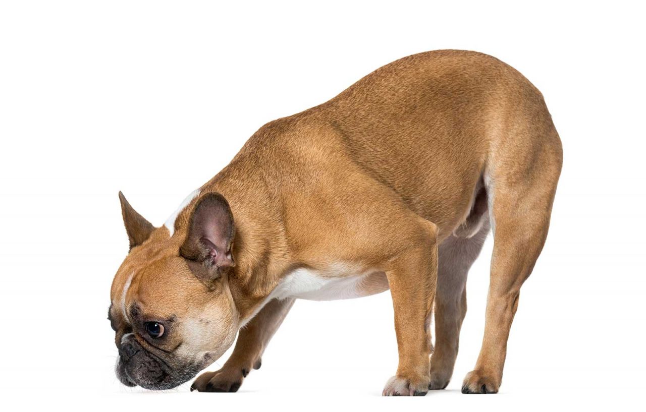 Πέντε λόγοι που ο σκύλος μυρίζει επίμονα το πάτωμα του σπιτιού