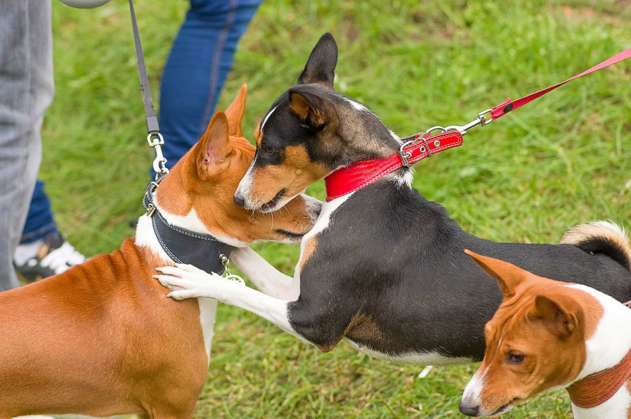 Σκύλος: Γιατί ενθουσιάζεται τόσο όταν βλέπει άλλον σκύλο – Πώς να τον ελέγξετε