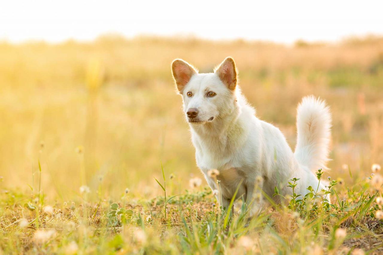Σκύλοι: Τέσσερις λόγοι που… στριφογυρίζουν πριν κάνουν την ανάγκη τους