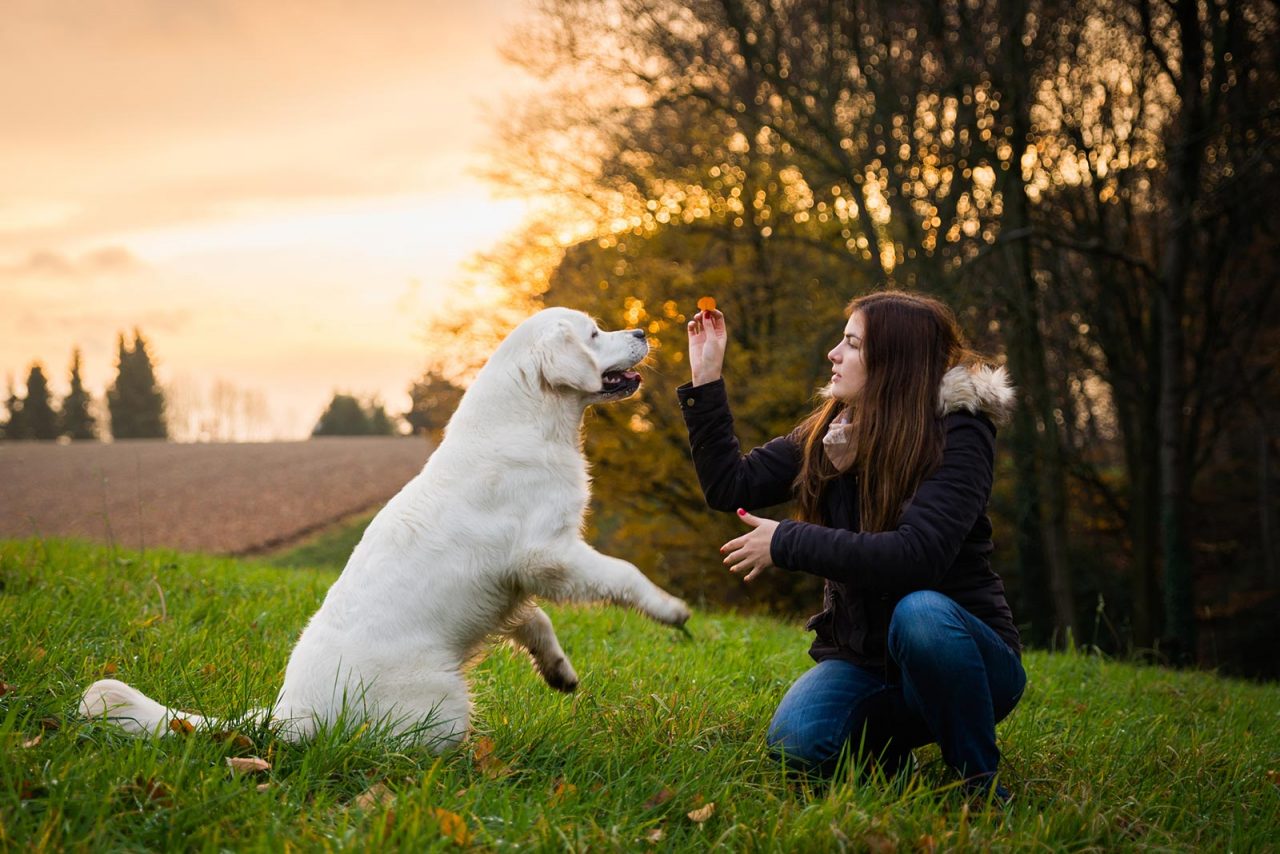 Για να μάθει ο σκύλος πρέπει να καταλάβει ποιος έχει το πάνω χέρι – Σωστά;