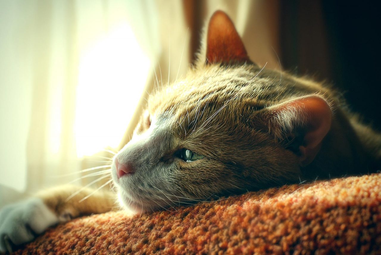 Η σοβαρή νόσος που απειλεί και τις γάτες – Ο ρόλος της διατροφής