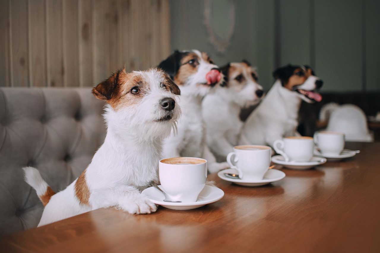Επιτέλους «έξω» για καφέ παρέα με τον σκύλο – Τι να προσέξετε
