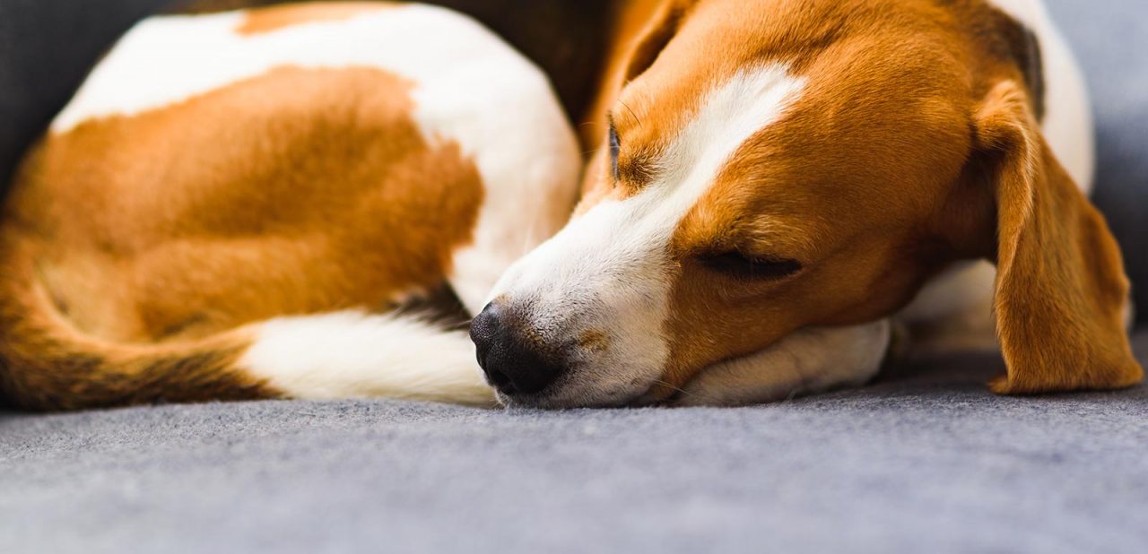 Όλοι οι σκύλοι κουλουριάζονται για να κοιμηθούν – Γιατί το κάνουν αυτό