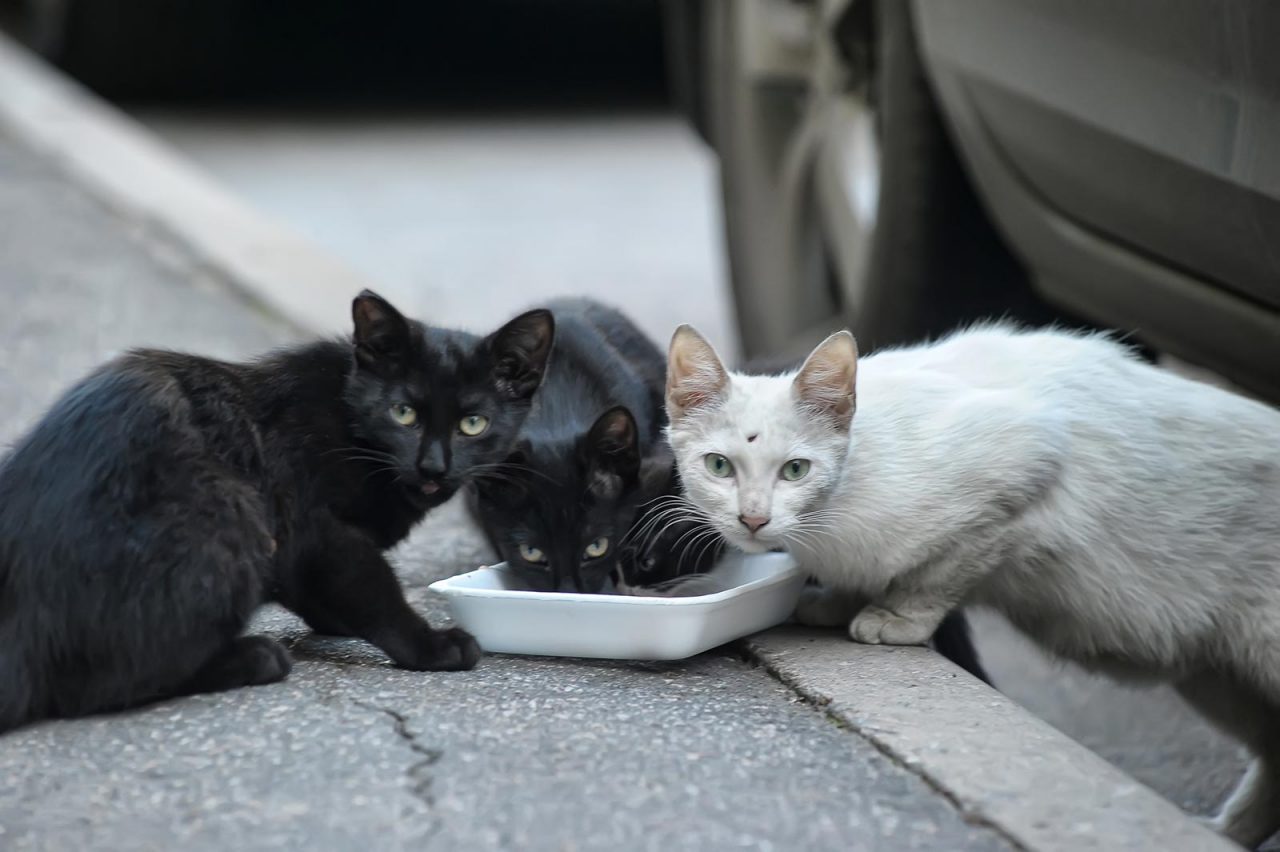 Ταΐζετε τις γάτες του δρόμου; Τι άλλο μπορείτε να κάνετε για να θωρακίσετε την υγεία τους