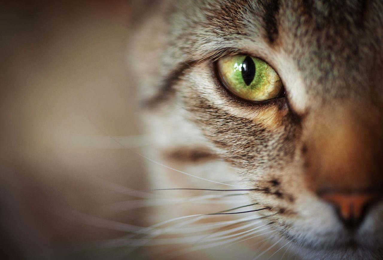 Γάτα: Πότε δυσκολεύεται ή αρνείται να φάει – Η σωστή αντιμετώπιση
