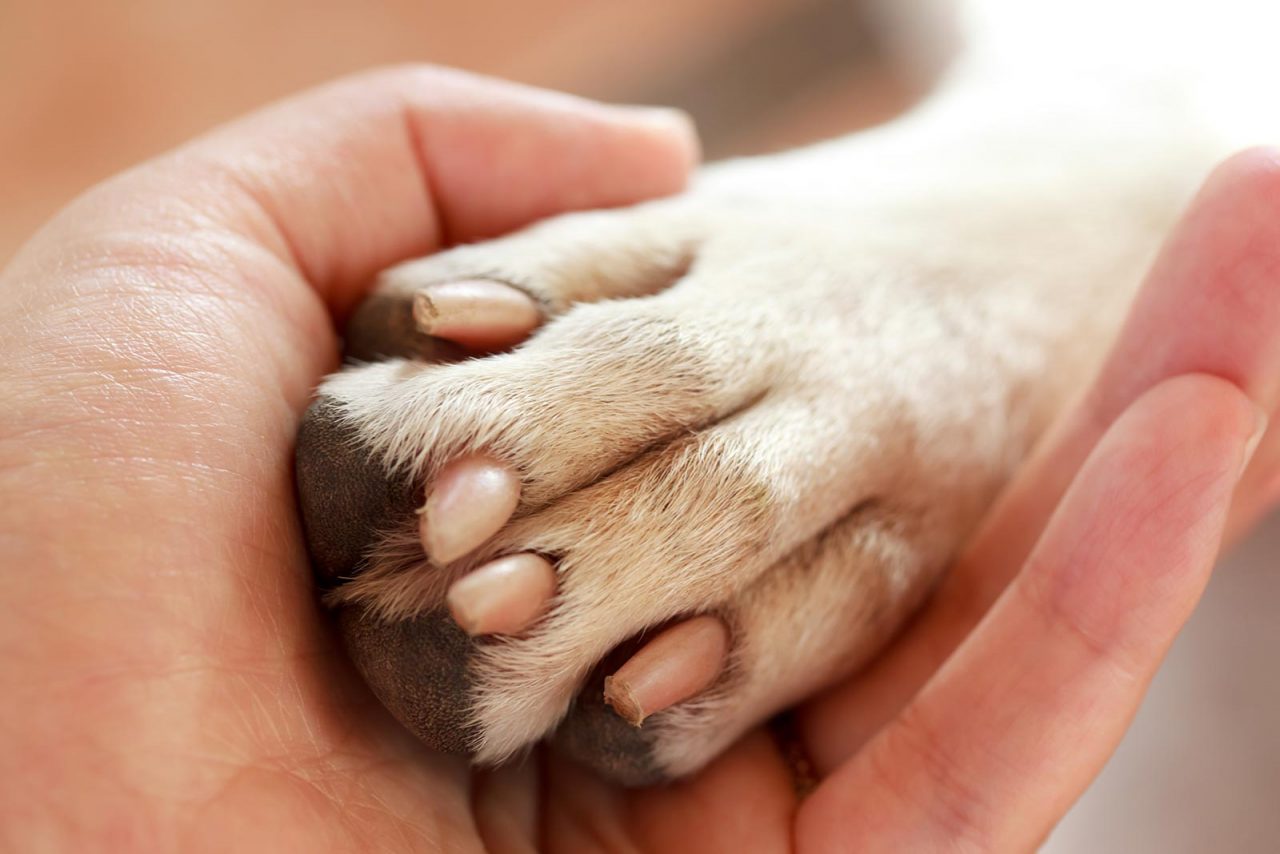 Ορέστεια: H τραυματισμένη σκυλίτσα που ξεγέλασε τον θάνατο ψάχνει σπίτι