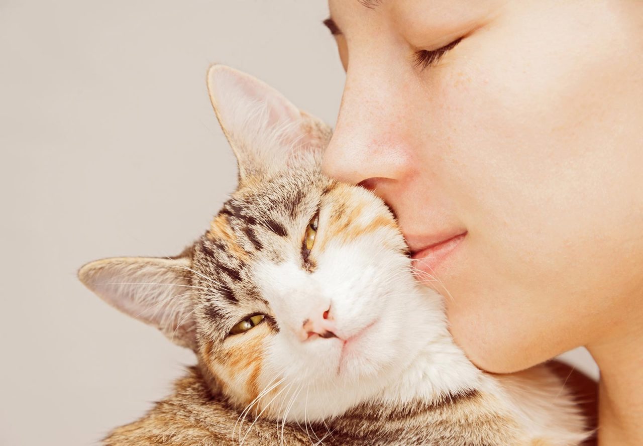 Γάτες με δυσκοιλιότητα: Οι τροφές που θα τις βοηθήσουν