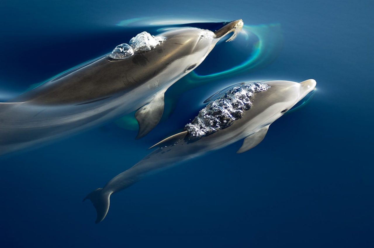 Δέκα πράγματα που δεν γνωρίζουμε για τα δελφίνια – Πώς να τα προστατεύσουμε