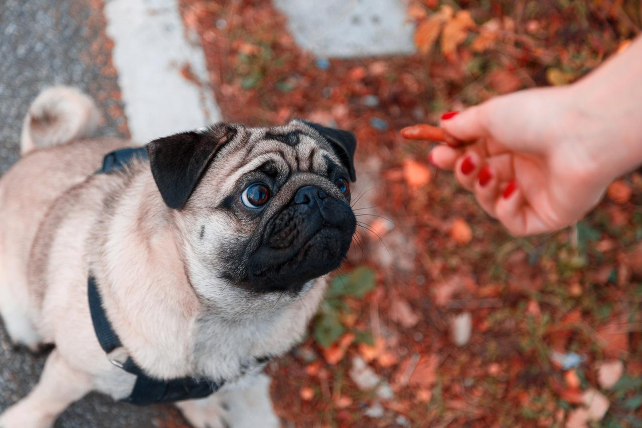 Εκπαιδεύοντας τον σκύλο να μην τρώει φαγητό από αλλού – Η μαγική εντολή