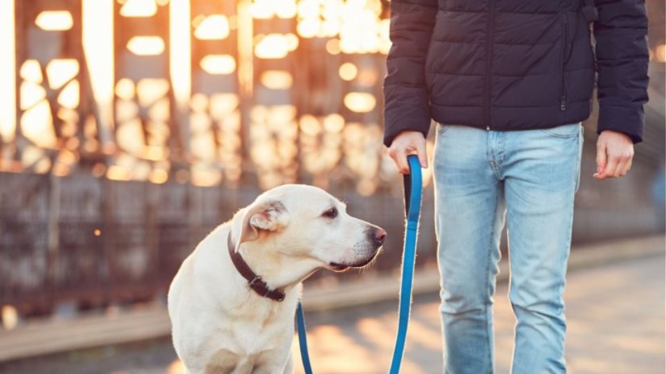 Πρόστιμο 300 ευρώ σε όποιον βγάζει βόλτα τον σκύλο του χωρίς λουρί