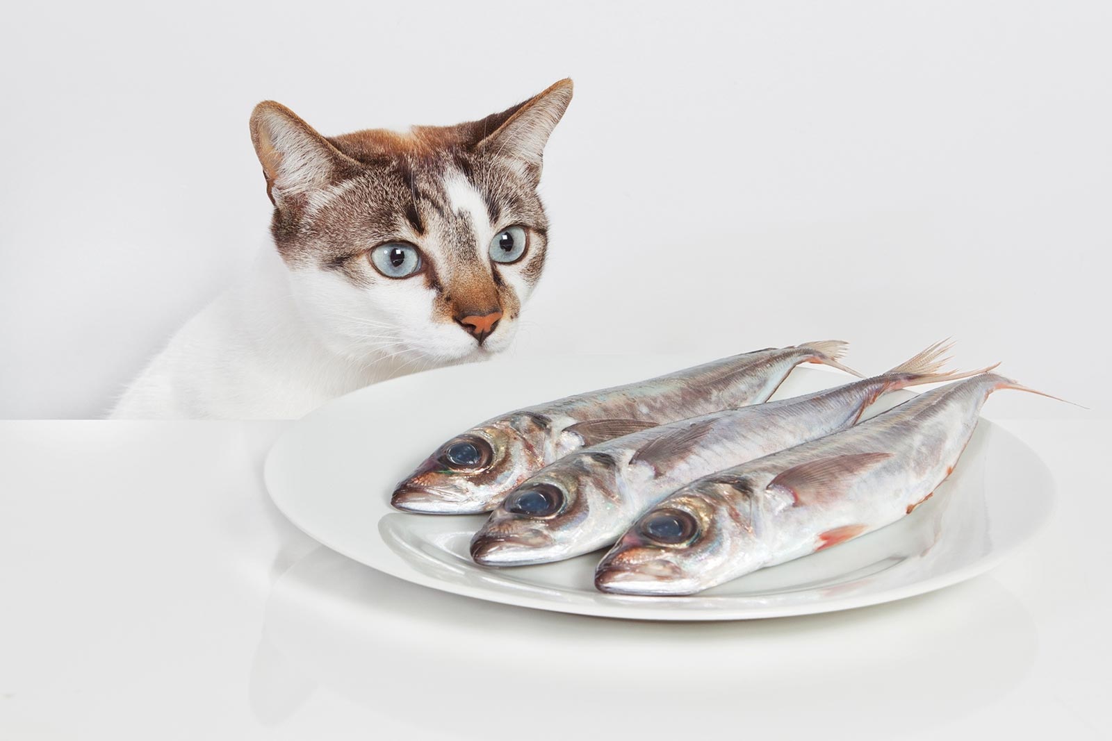 Кошкам можно соленое. Рыба кошка. Кот с рыбой. Рыбки для кошек. Кот ест рыбу.