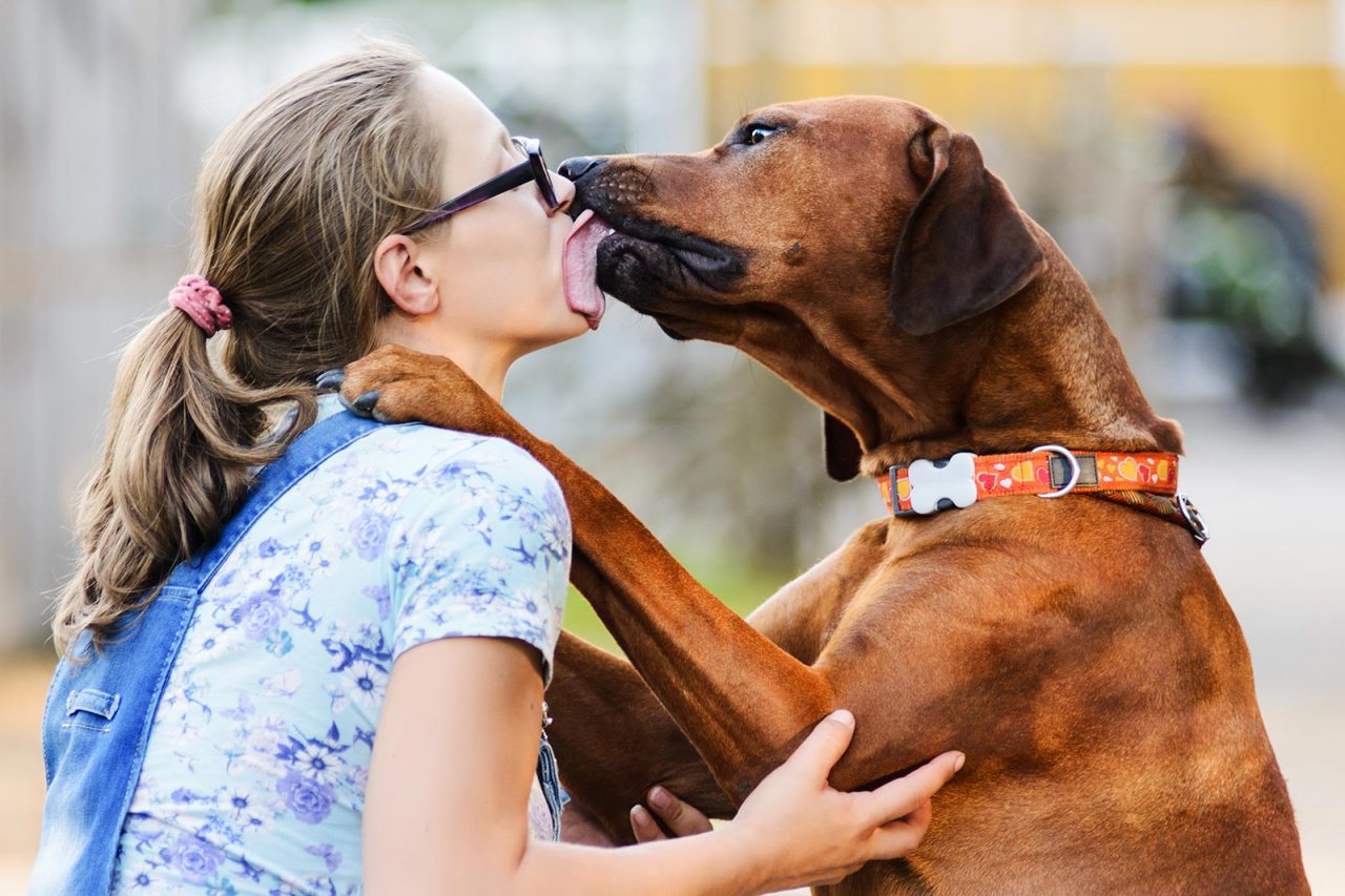 Οι σκύλοι μπορούν να «μυρίσουν» τον καρκίνο και να ρίξουν την πίεσή μας