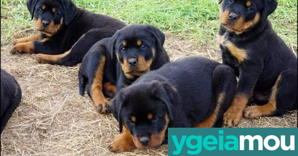 Το rottweiler πρέπει να χάσει βάρος συνεδρία απώλειας βάρους στο Άμπου Ντάμπι