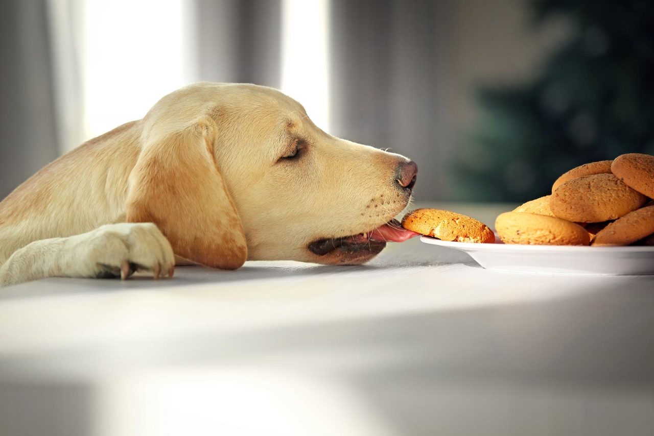 Σκύλος: Βουτάει φαγητό από το τραπέζι; Πώς θα τον συμμορφώσετε