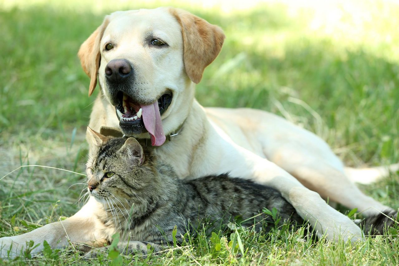 Σκύλος και γάτα: Μια ομοιότητα και 10 διαφορές – Τις γνωρίζετε;