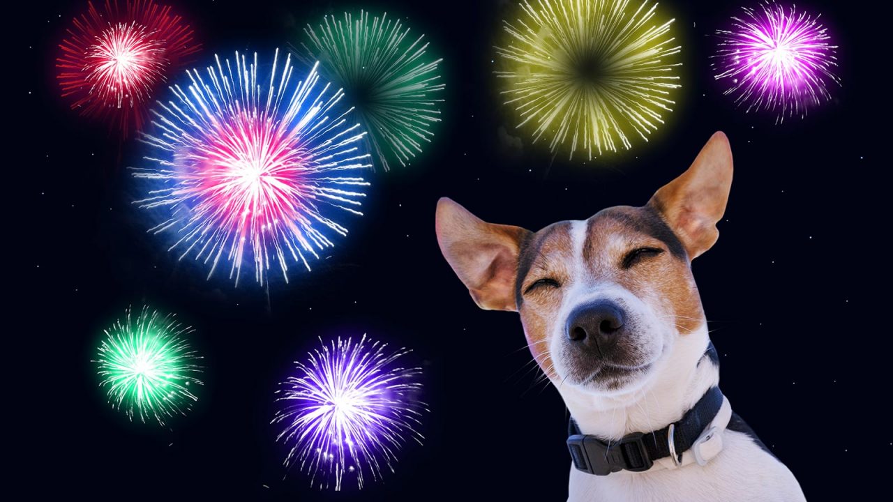 Σκύλος: Φοβάται τα πυροτεχνήματα στην αλλαγή του χρόνου; Τι να κάνετε