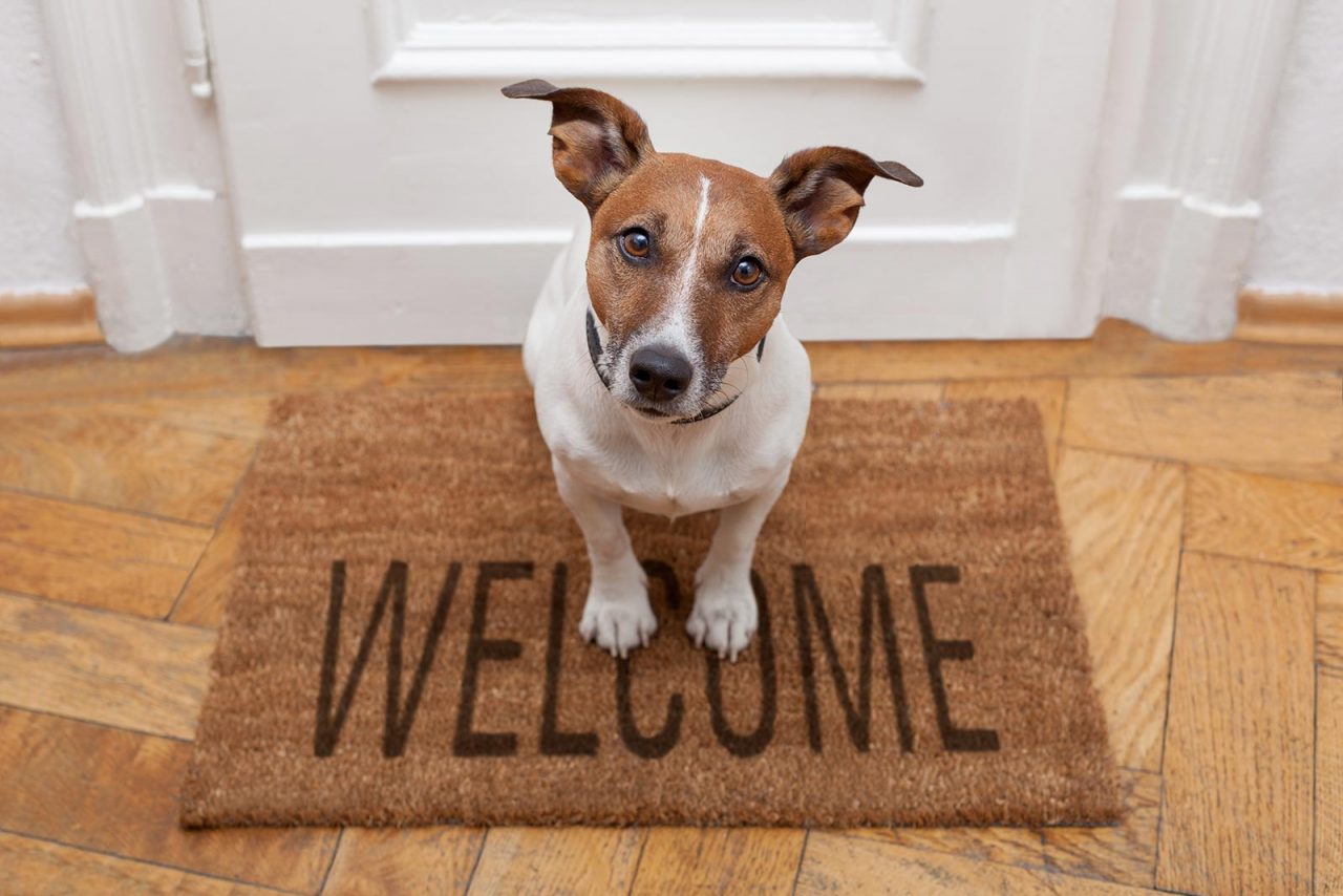 Πέντε λόγοι που ο σκύλος γαβγίζει στους επισκέπτες – Τι να κάνετε
