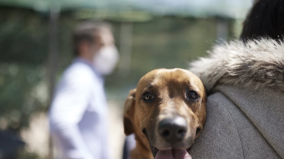 Ζώα συντροφιάς: Αυτό είναι το νομοσχέδιο – Όσα πρέπει να γνωρίζετε σε 18 ερωταπαντήσεις